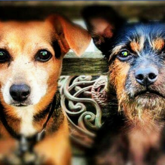 Meet your Posher, Joani - Picture 8 of 8